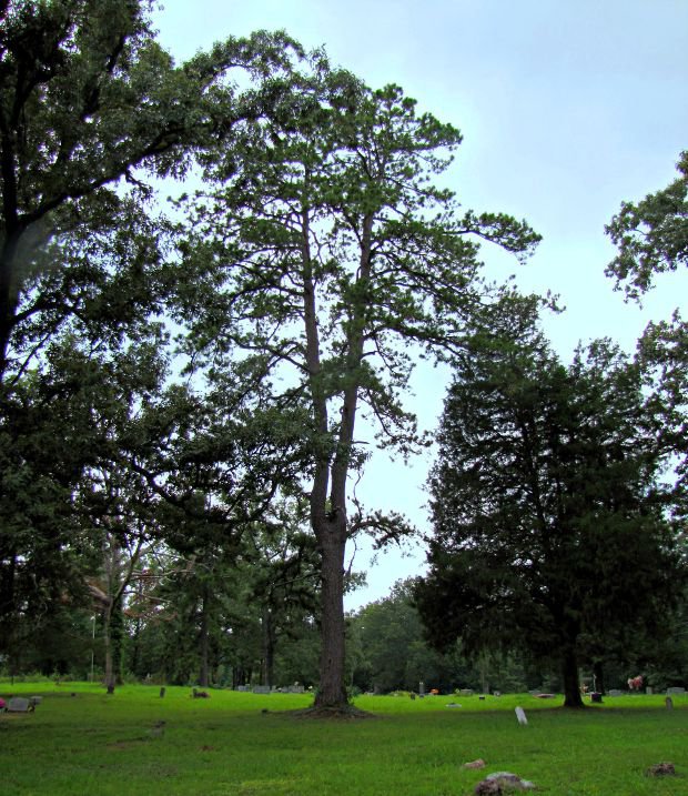 Pine tree in Pope Chapel Cemetery
